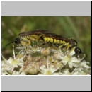 Tenthredo notha - Blattwespe 02.jpg